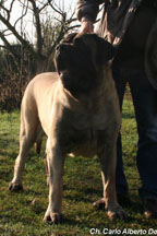 Alberto