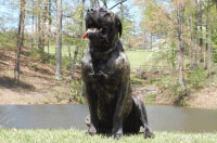 English Mastiff Male