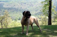 English Mastiff Female