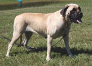 English Mastiff Female