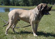 English Mastiff Male