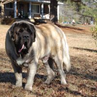 Mountain Top Mastiffs - Breeders of English Mastiffs in Alabama